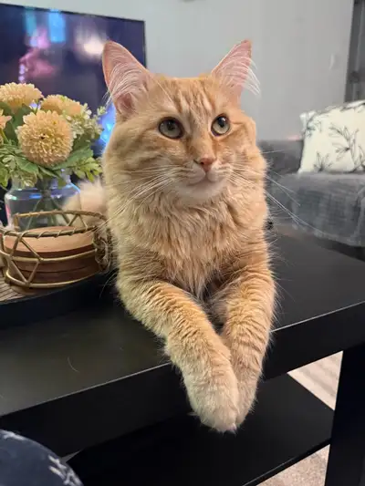 Orange Siberian Norwegian Cat for Rehoming, View more