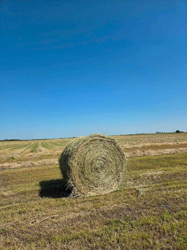 green feed! in Livestock in Red Deer