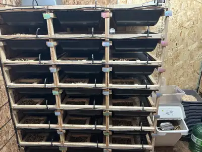 large/jumbo rat blowout , View more