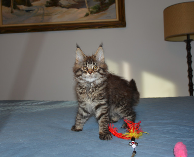 Maine Coon kittens, purebred in Cats & Kittens for Rehoming in Barrie - Image 2