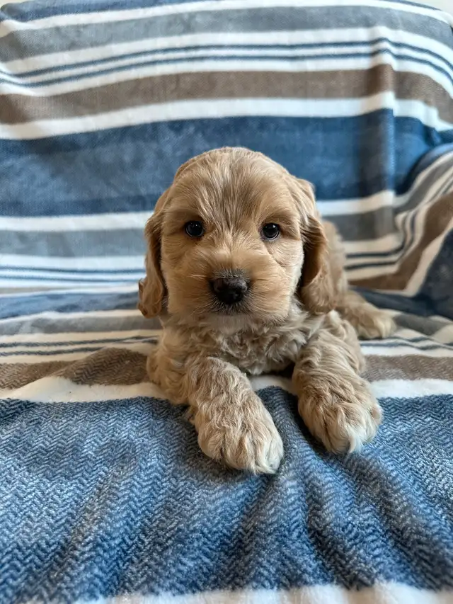 ❤️Home Raised Mini Cockapoo's With A 2 Year Health Guarantee❤️ in Dogs & Puppies for Rehoming in City of Toronto - Image 10
