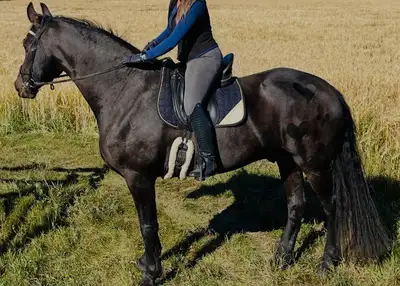 Half lease -  beautiful dressage horse, View more