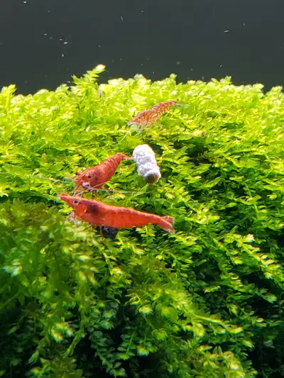 Cherry Neocaridina Shrimp & more!, View more