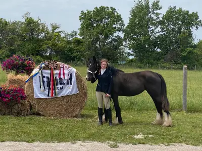 Gypsy Vanner Filly, View more