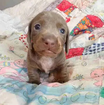 Miniature dachshund  puppy  ckc registered, View more