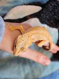 Crested gecko 
