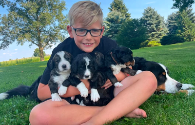 Low-Shedding Standard Bernedoodle Puppies – Raised with Care, View more