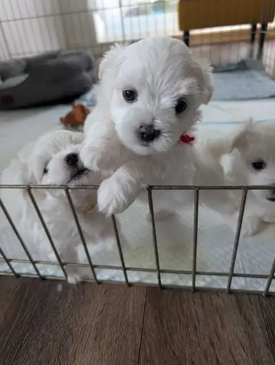 White Maltese puppies born on April 25th. Will be all vaccinated and ready to go in 8 weeks after 20...