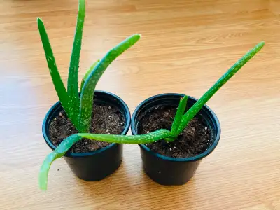 If the ad is on, it's available. Cash only. Pick-up in College Park. 2 healthy baby aloe vera plants...