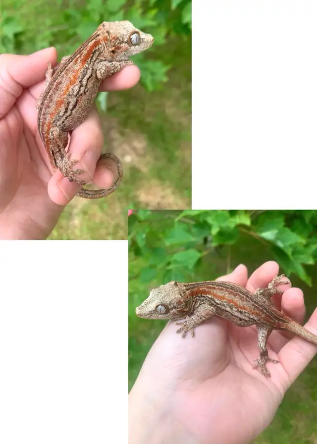 Gargoyle Geckos ($225-$300) in Reptiles & Amphibians for Rehoming in Moncton - Image 3