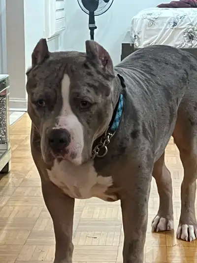 American bully Xl, View more