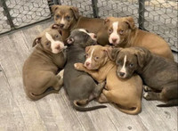 ABKC registred 1 male & 3 females available 