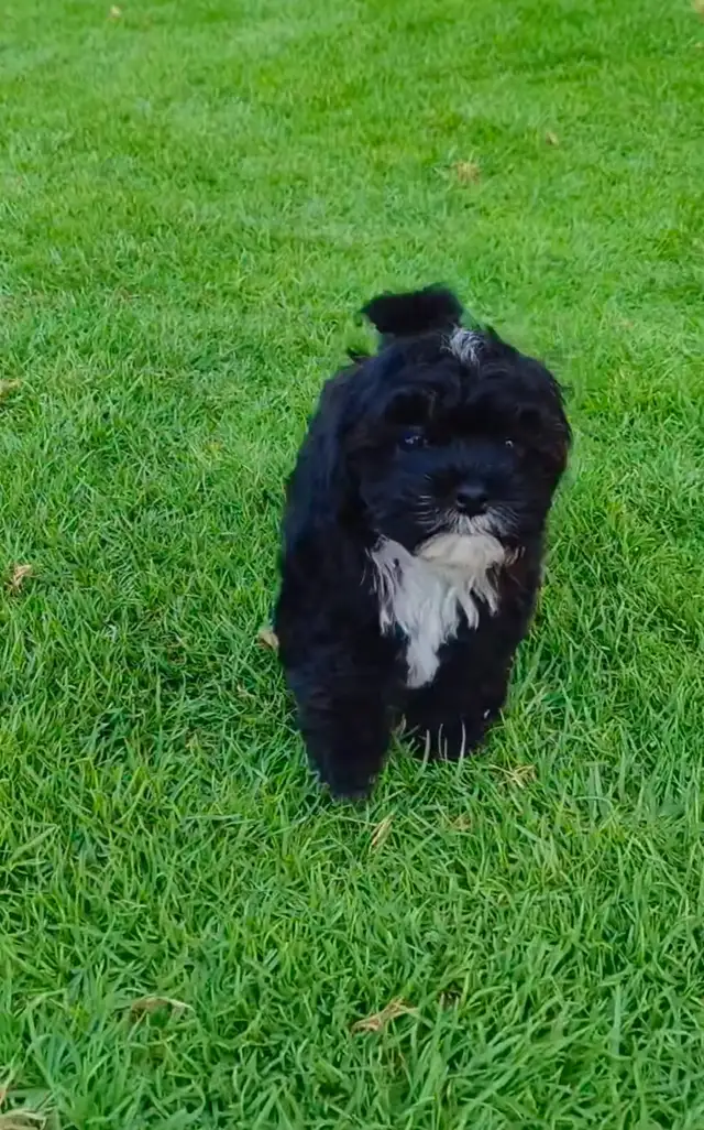 Puppies looking for their furever home! in Dogs & Puppies for Rehoming in Oakville / Halton Region - Image 8