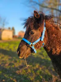 Miniature Horse