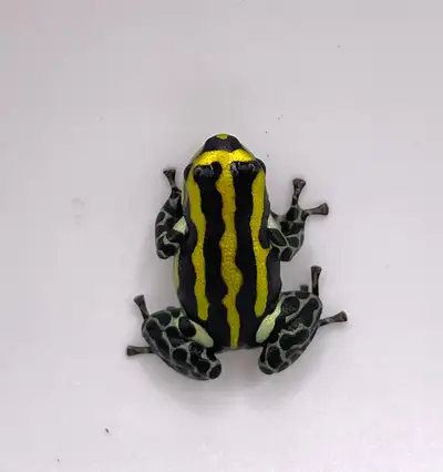 Ranitomeya sirensis “Rio Pachitea Yellow”, View more