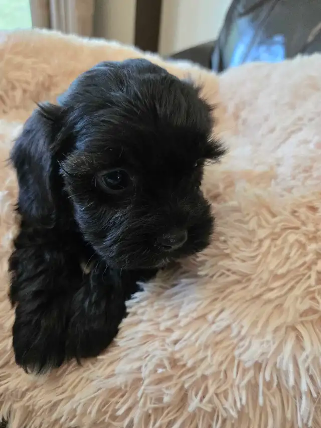 Shihtzu poodle puppies in Dogs & Puppies for Rehoming in Winnipeg - Image 5