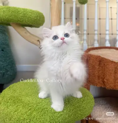 Name: Matteo Gender: Boy Breed: Pure British Longhair Color: Blue Golden Point with White(more color...