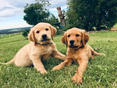 RaiseMright Golden Retriever Pups!, View more
