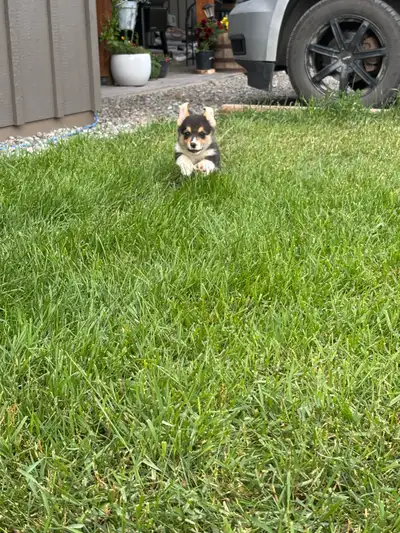 Pups! Pembroke Welsh Corgis, View more