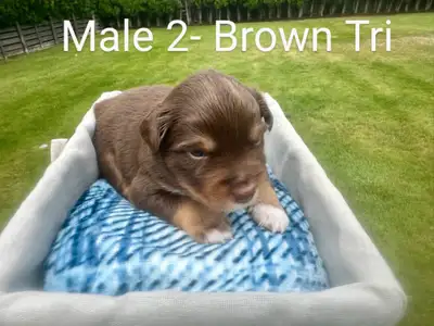 Purebred Mini Australian Shepherds, View more