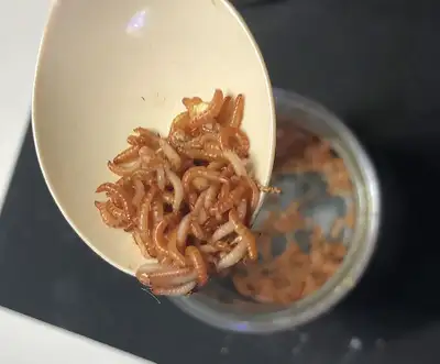 Micro mealworms for small reptiles, View more