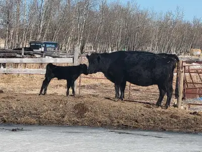 One getting ready to calve, and four April/May pairs available. These are nice quiet, low-maintenanc...