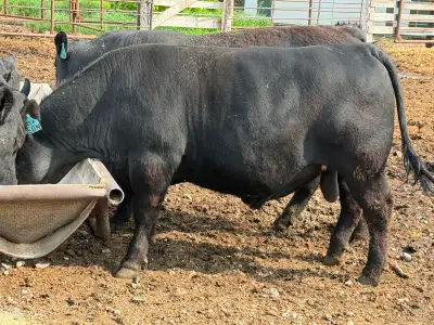 Registered yearling Black Angus bull suitable for cows still available, birthweight 100 lbs, $7000 s...