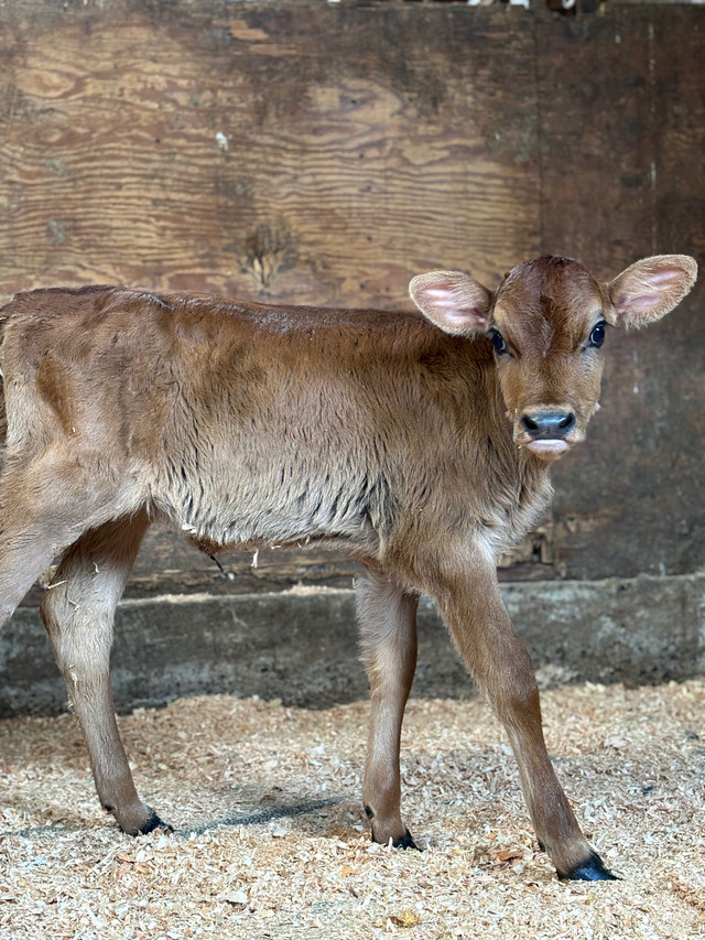 Adorable Pure Jersey Hiefer calf in Other in Chilliwack - Image 4