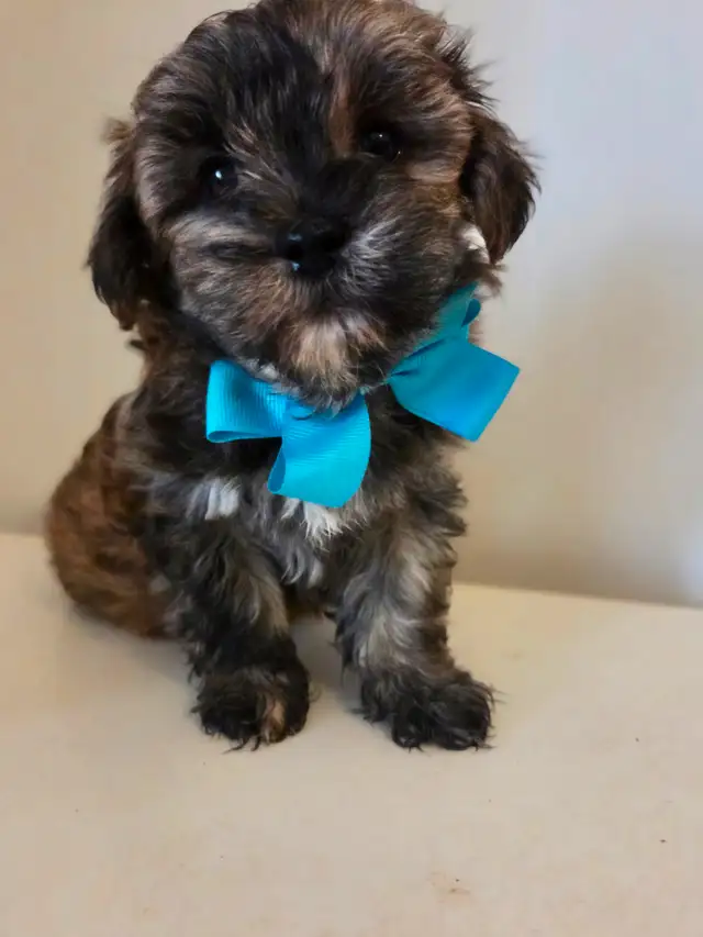 ♡♡Wow  magnifiques  morki ♡♡ in Dogs & Puppies for Rehoming in Laurentides - Image 10