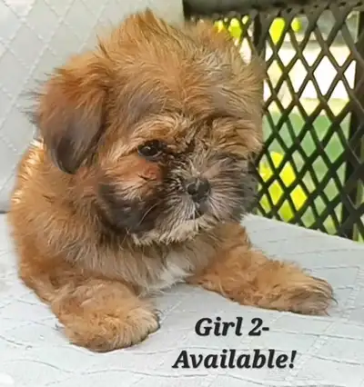 *2 Left* Quality Shorkie Puppies!  Girls and Boys!, View more