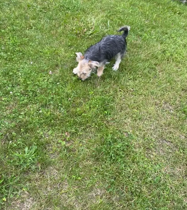 Morkie puppy is looking for home in Dogs & Puppies for Rehoming in Oakville / Halton Region - Image 3