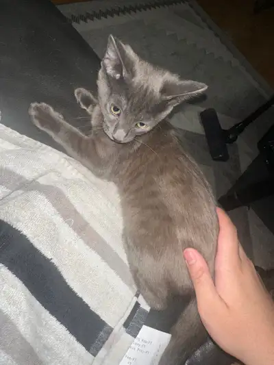 Kittens for sale, View more