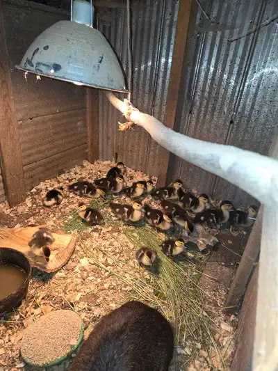 ducklings, View more