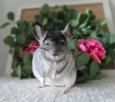 Jeune chinchilla, View more