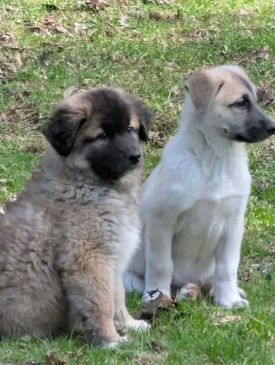 German shepherd Samoyed x akita puppies for rehoming. Negotiable, View more