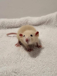 (3) 5 Adorable baby rats