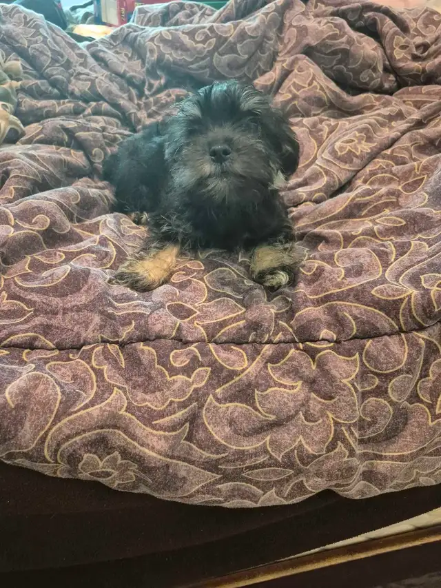 Minature schnauzer cross shihtzu boy in Dogs & Puppies for Rehoming in Owen Sound - Image 4