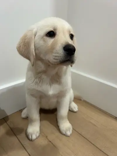 Aussidor Puppies (READY TO GO), View more