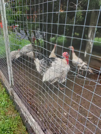 6 Royal Palm Turkeys 4 females, 2 males 40$ each Please call Jean-Guy at 613-443-9001.