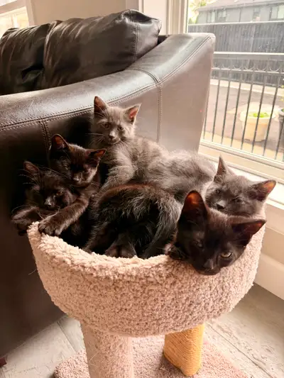 Kittens 4 girls 1 boy., View more