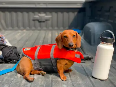 Banjo is looking for his forever family! I am rehoming my male three year old mini dachshund as he i...
