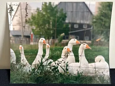 Elmira country geese- original 8x10 photo, View more