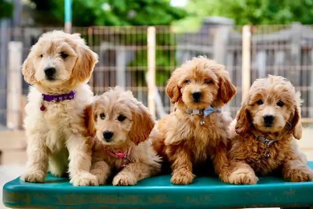 Goldendoodle Puppies in Dogs & Puppies for Rehoming in Mississauga / Peel Region - Image 4