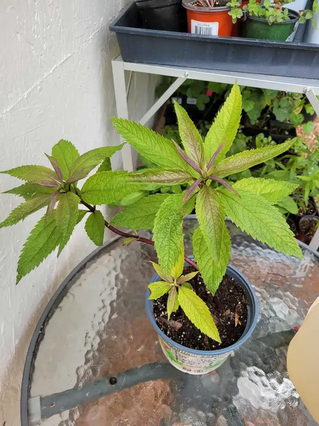 Joe pyeweed perennial  (please read ad)62864362197251123