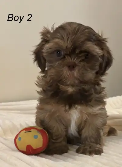 Adorable Shih Tzu Puppies – M/F – Looking for Loving Homes, View more