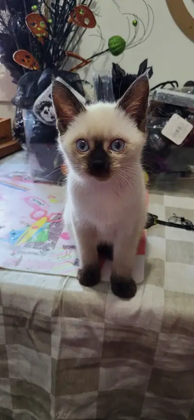 Meet our adorable Balinese kitten! These playful and affectionate little one looking for their forev...