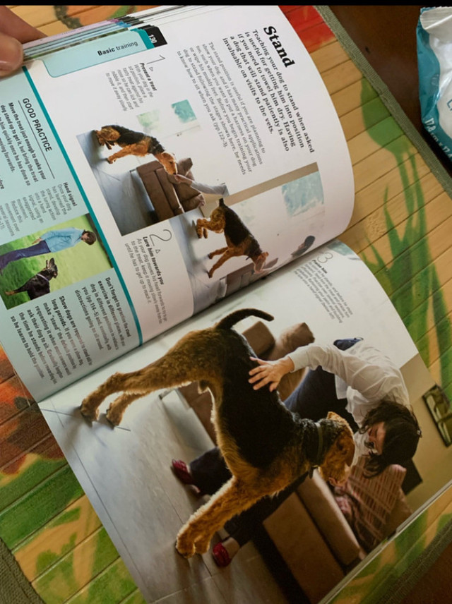 DK How to Train a Superdog Paperback Book in Non-fiction in Owen Sound - Image 3
