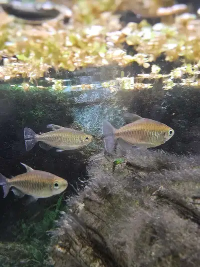 3 Congo Tetras SPPU, View more