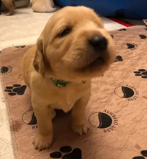 Purebred Golden Retriever puppies. These pups are a from a repeat breeding of the very handsome Stud...