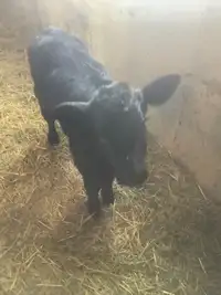 Black angus bull bulls calve 